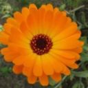 Pot Marigold