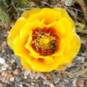 Prickly Pear flower