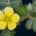 Puncture Vine flower