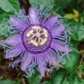 Purple Passion Flower