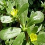 Purslane