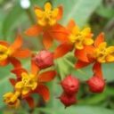 Scarlet Milkweed