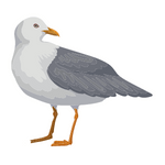 Seagull