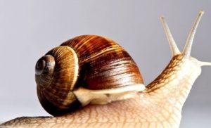 Snail