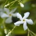 Star Jasmine