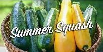Summer Squash