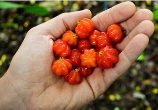 Surinam Cherry