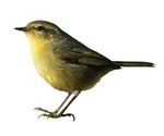 Tailorbird