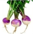 Turnip