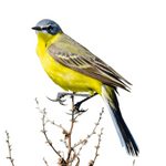 Wagtail