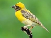 Weaver bird