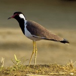 Yellow Wattled Lapwing