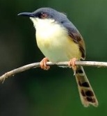 ashy prinia bird