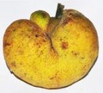 badhal fruit