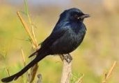black drongo bird