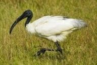 black headed ibis bird