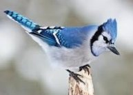 blue jay bird