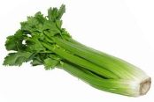 celery vegetable