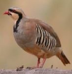 chukar partridge bird