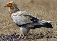 egyptian vulture bird