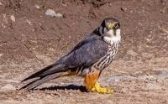 eurasian hobby bird