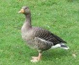 goose bird