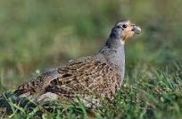 grey partridge bird