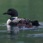 loon