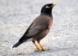 mynah bird