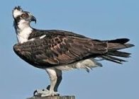 osprey bird