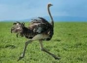 ostrich bird