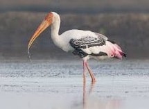 painted stork bird