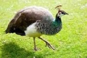 peahen bird