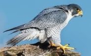 peregrine falcon bird
