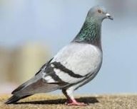 pigeons birds