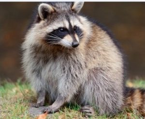 raccoon