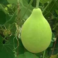 round gourd vegetable