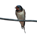 swallow