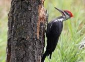 woodpecker bird