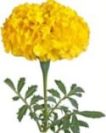 yellow marigold flower