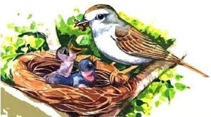 Poem On Birds in Hindi