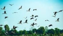 50 Birds Name in Sanskrit