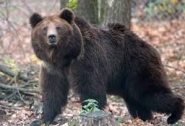 Bear Name in Sanskrit