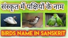 Birds Name in Sanskrit | पक्षियों के नाम संस्कृत में