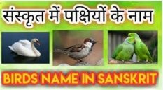 Birds Name in Sanskrit