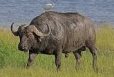 Buffalo Name in Sanskrit