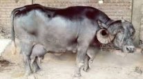 Buffalo Name in Sanskrit