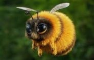 Bumblebee in Sanskrit
