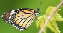 Butterfly Name in Sanskrit