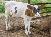 Calf Name in Sanskrit